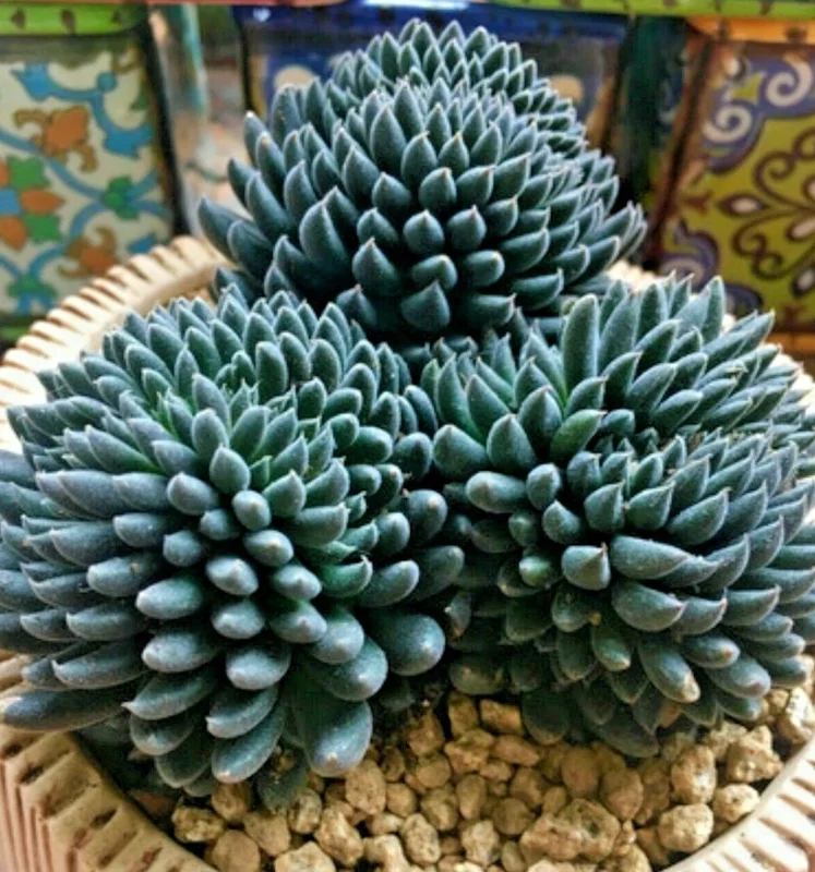 Colorful Echeveria Succulent Seeds Mix - Rare Exotic Hen Chicks Varieties - 50 Seeds - Image 1