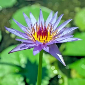 Colorful Lotus Water Lily Aquarium Plant Seeds - Easy Grow (FS0-03) - Image 1