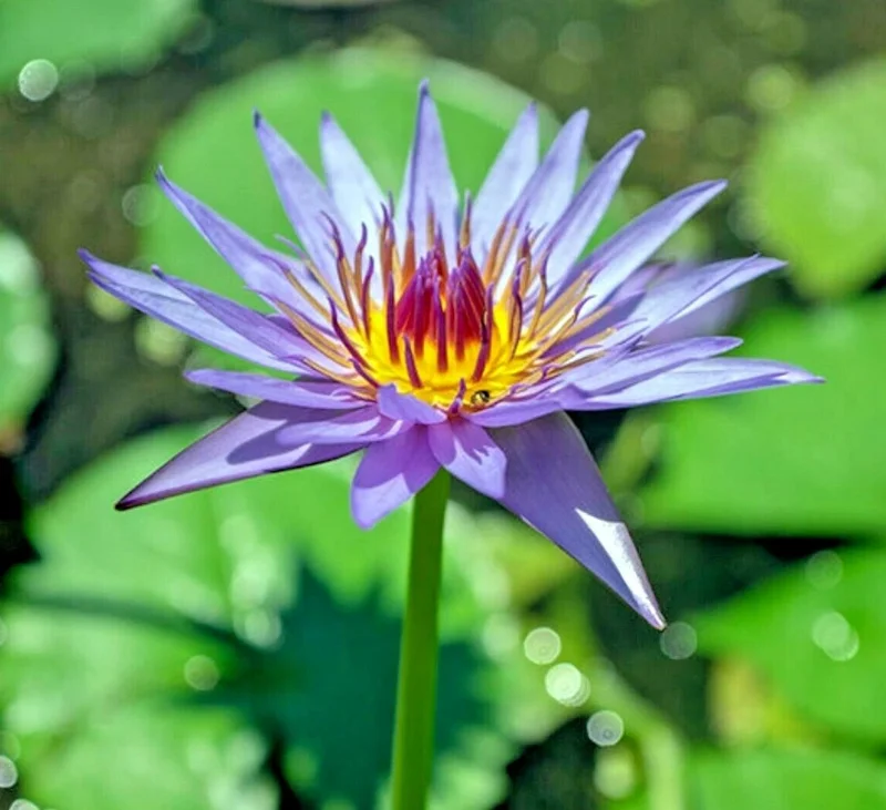 Colorful Lotus Water Lily Aquarium Plant Seeds - Easy Grow (FS0-03) - Image 1