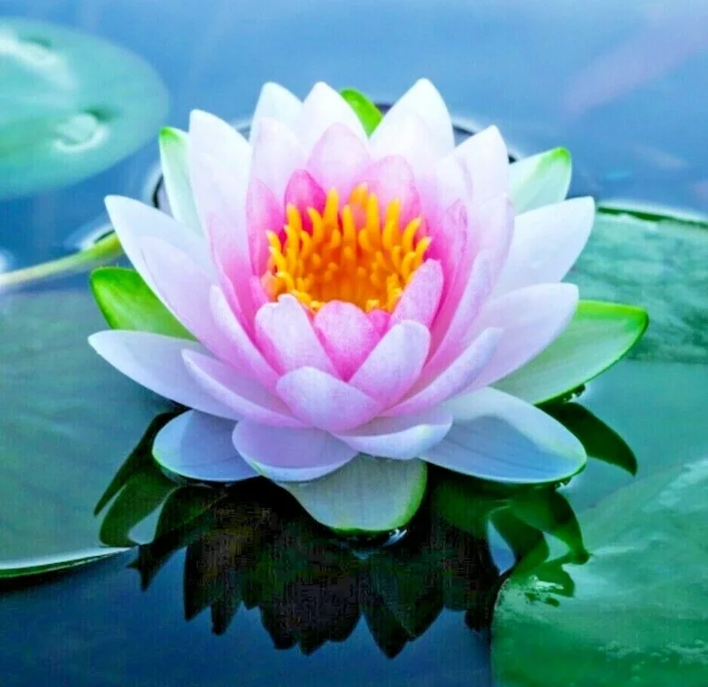 Colorful Lotus Water Lily Seeds - Easy Grow Aquarium & Pond Plant Bulb - Image 1