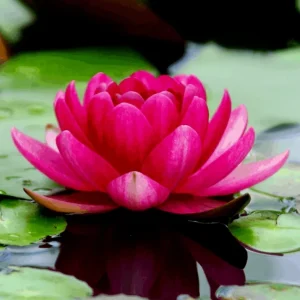 Colorful Lotus Water Lily Seeds - Easy Grow Aquatic Plant for Ponds & Aquariums - Image 1