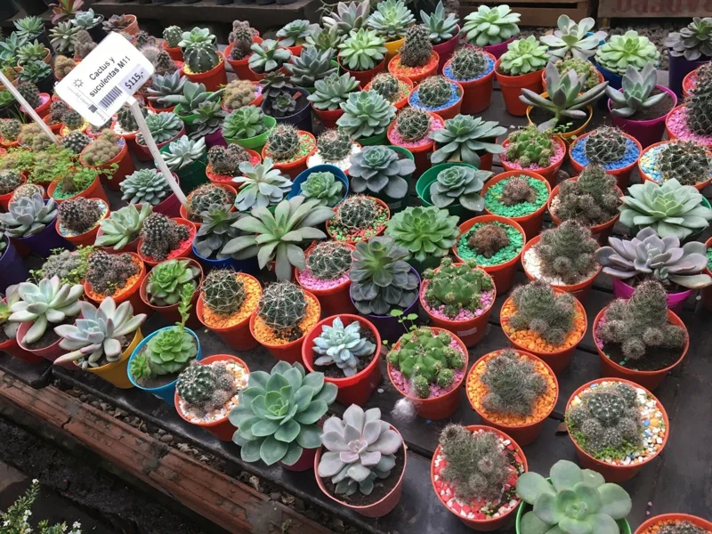 Colorful Succulent Mix Seeds - Exotic Cactus Flower Seeds - 35+ Seeds - Image 10