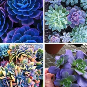 Colorful Succulent Mix Seeds - Exotic Cactus Flower Seeds - 35+ Seeds - Image 11