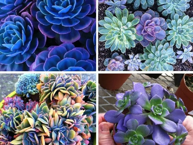 Colorful Succulent Mix Seeds - Exotic Cactus Flower Seeds - 35+ Seeds - Image 2