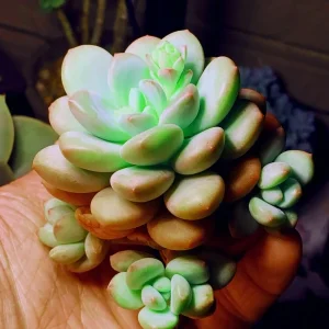 Colorful Succulent Mix Seeds - Exotic Cactus Flower Seeds - 35+ Seeds - Image 3