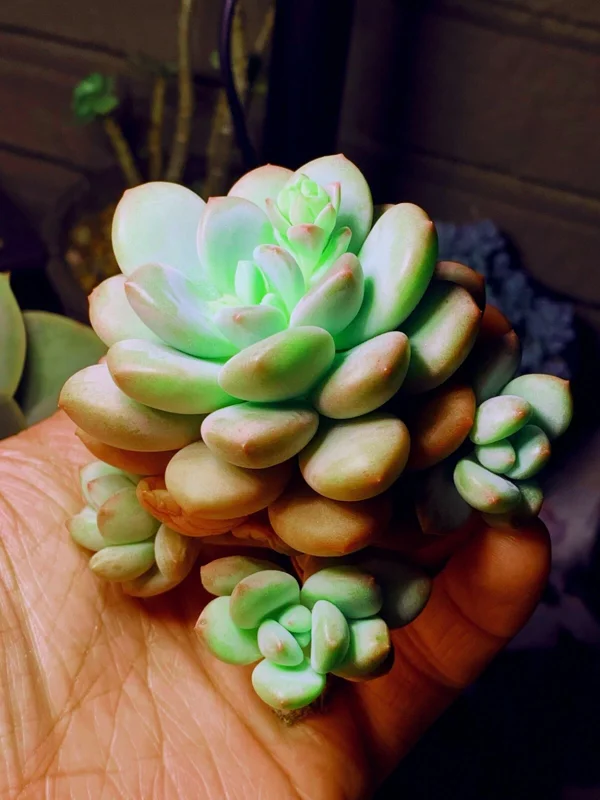 Colorful Succulent Mix Seeds - Exotic Cactus Flower Seeds - 35+ Seeds - Image 3