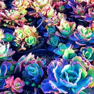 Colorful Succulent Mix Seeds - Exotic Cactus Flower Seeds - 35+ Seeds - Image 4