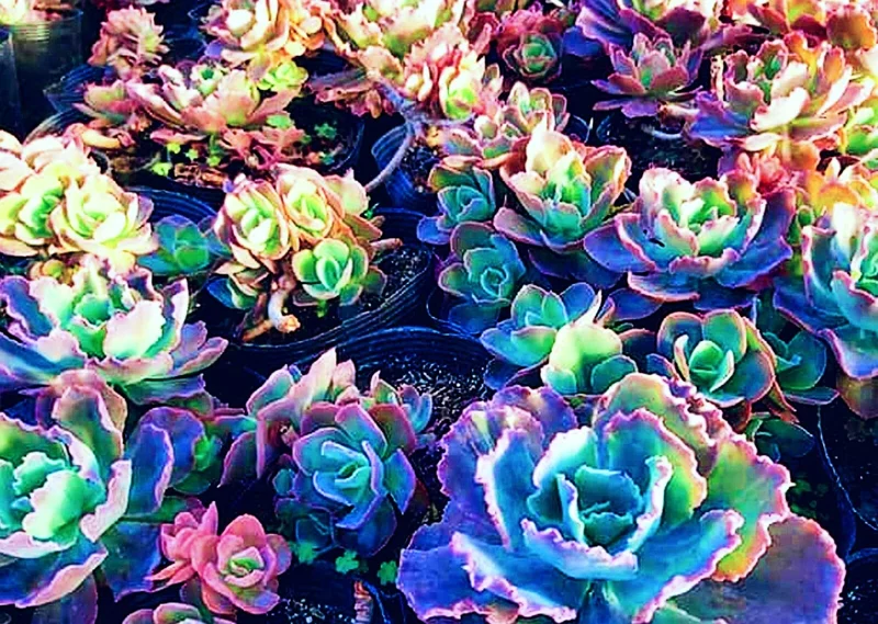 Colorful Succulent Mix Seeds - Exotic Cactus Flower Seeds - 35+ Seeds - Image 4