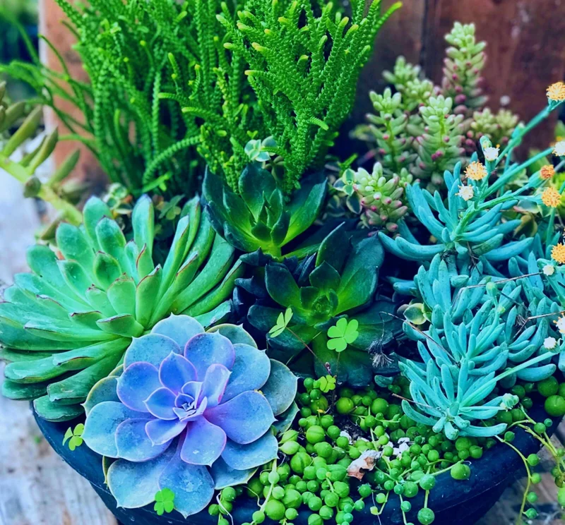 Colorful Succulent Mix Seeds - Exotic Cactus Flower Seeds - 35+ Seeds - Image 6