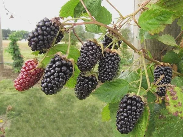 Columbia Star Blackberry Live Plant - Thornless Rubus Starter Plug - USDA Zones 5-8 - Image 2