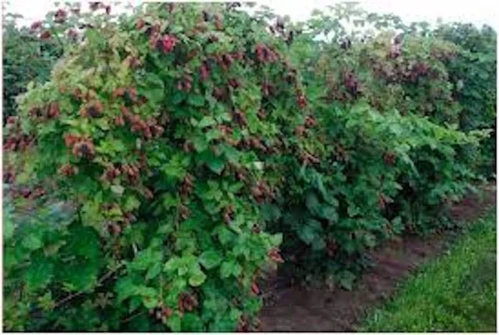 Columbia Star Blackberry Live Plant - Thornless Rubus Starter Plug - USDA Zones 5-8 - Image 3