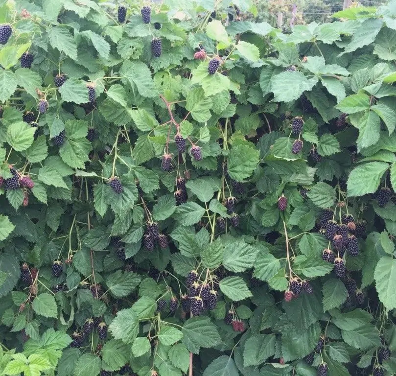 Columbia Star Blackberry Live Plant - Thornless Rubus Starter Plug - USDA Zones 5-8 - Image 4