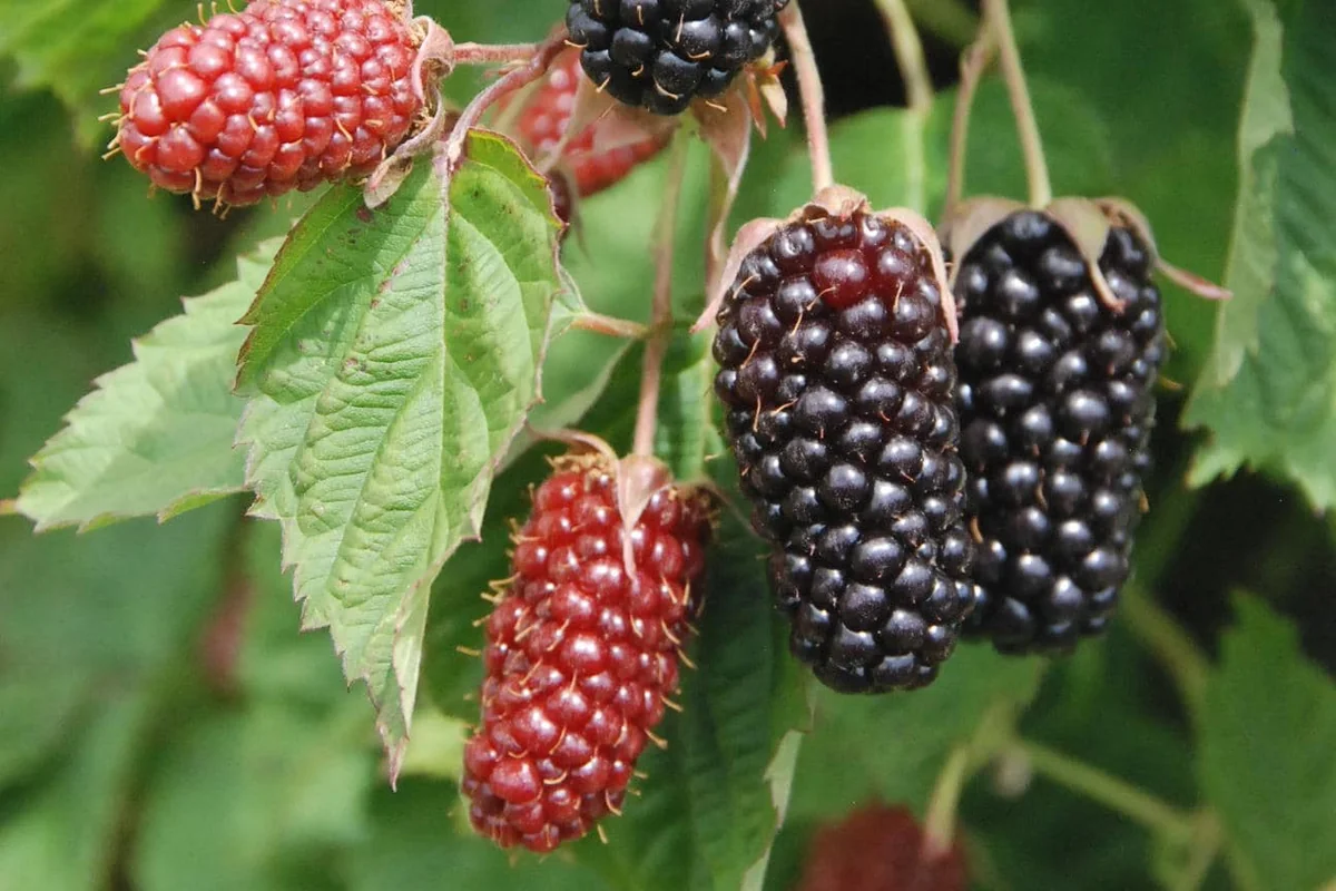 Columbia Star Blackberry Live Plant - Thornless Rubus Starter Plug - USDA Zones 5-8 - Image 1