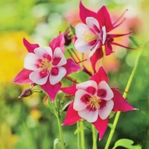 Columbine Flower Seeds Mix - 20 Rare Seeds, Blue Yellow White Red, Perennial Outdoor - Image 1