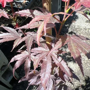 Columnar Red Japanese Maple Live Plant – 6" Pot – Outdoor Tree - Image 2