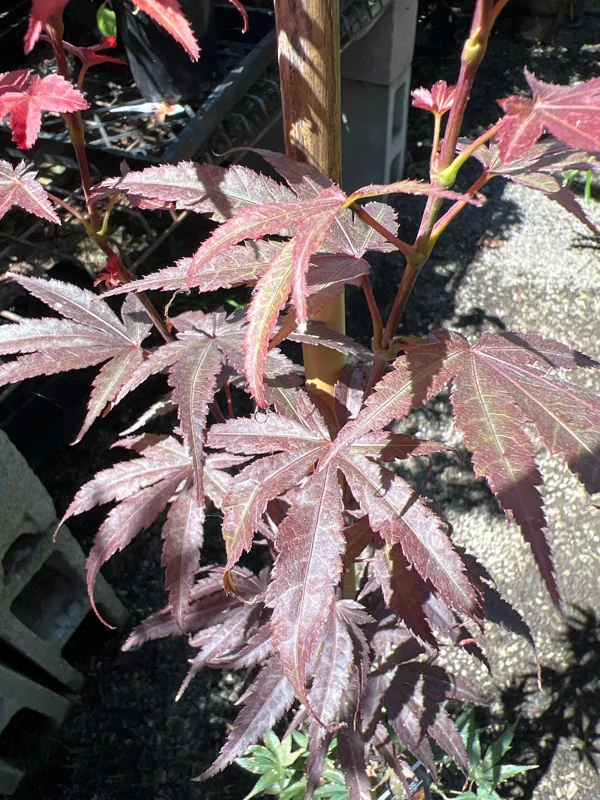 Columnar Red Japanese Maple Live Plant – 6" Pot – Outdoor Tree - Image 2