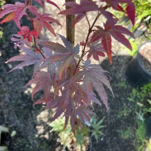 Columnar Red Japanese Maple Live Plant – 6