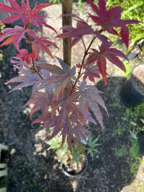 Columnar Red Japanese Maple Live Plant – 6" Pot – Outdoor Tree - Image 3