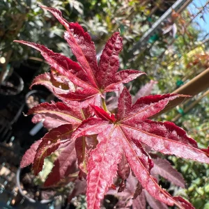 Columnar Red Japanese Maple Live Plant – 6" Pot – Outdoor Tree - Image 1