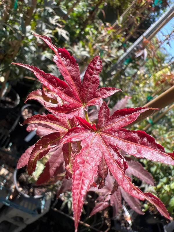 Columnar Red Japanese Maple Live Plant – 6" Pot – Outdoor Tree - Image 1