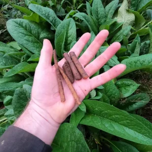Comfrey Bocking 14 Live Plant - Symphytum uplandicum - Ready to Plant - Image 2
