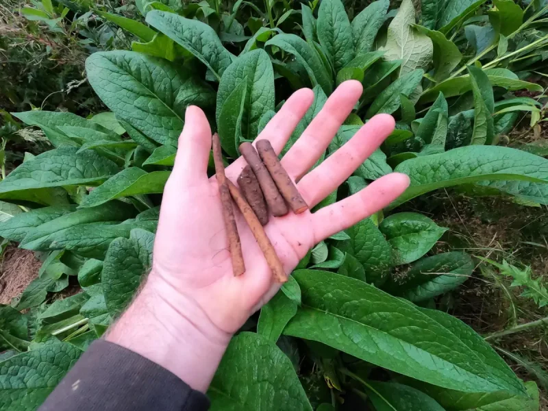 Comfrey Bocking 14 Live Plants - Symphytum uplandicum