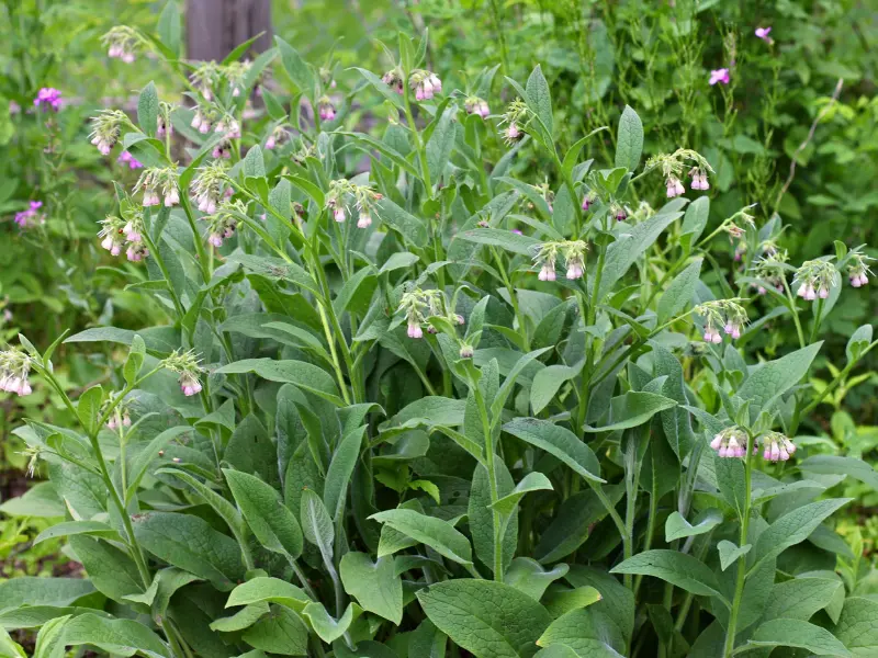A lush bed of green comfrey plants with soft pink flowers in a garden setting.