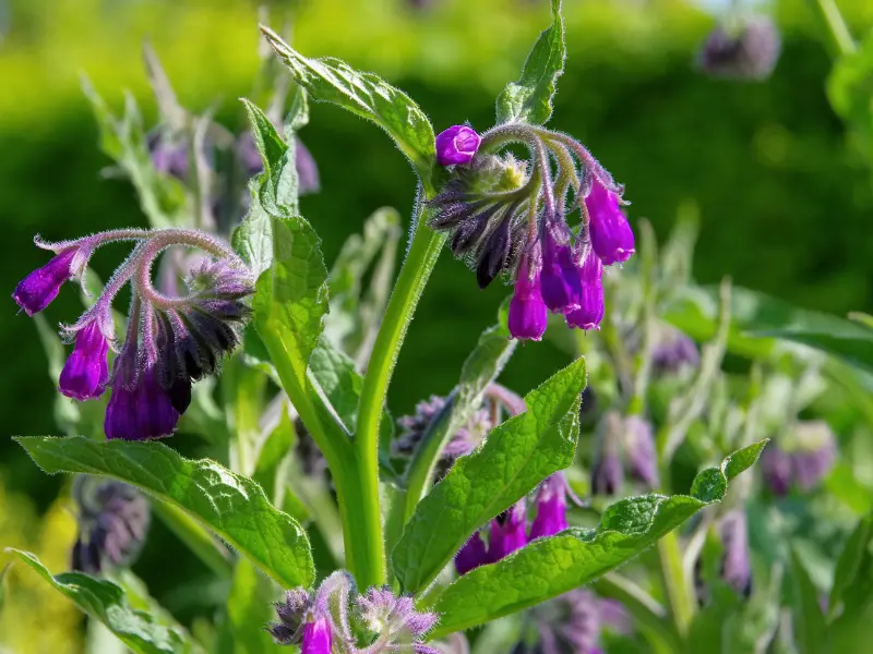 Closeup of vibrant purple comfrey flowers and green leaves in a garden.