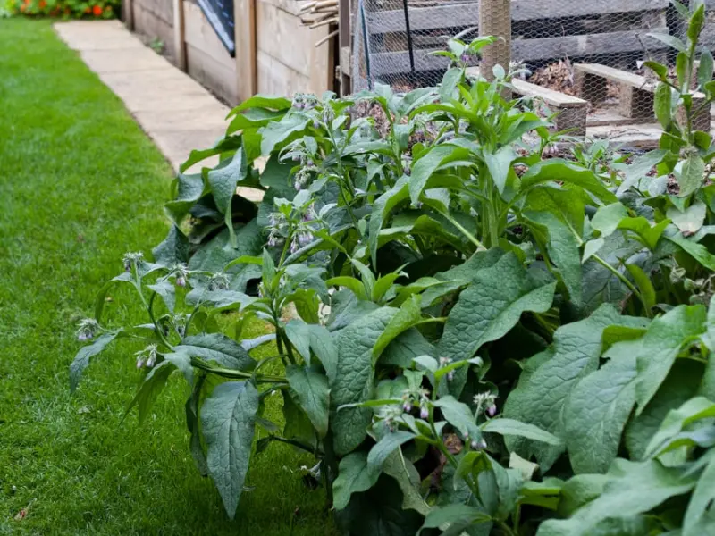 comfrey plants 