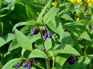 comfrey plants