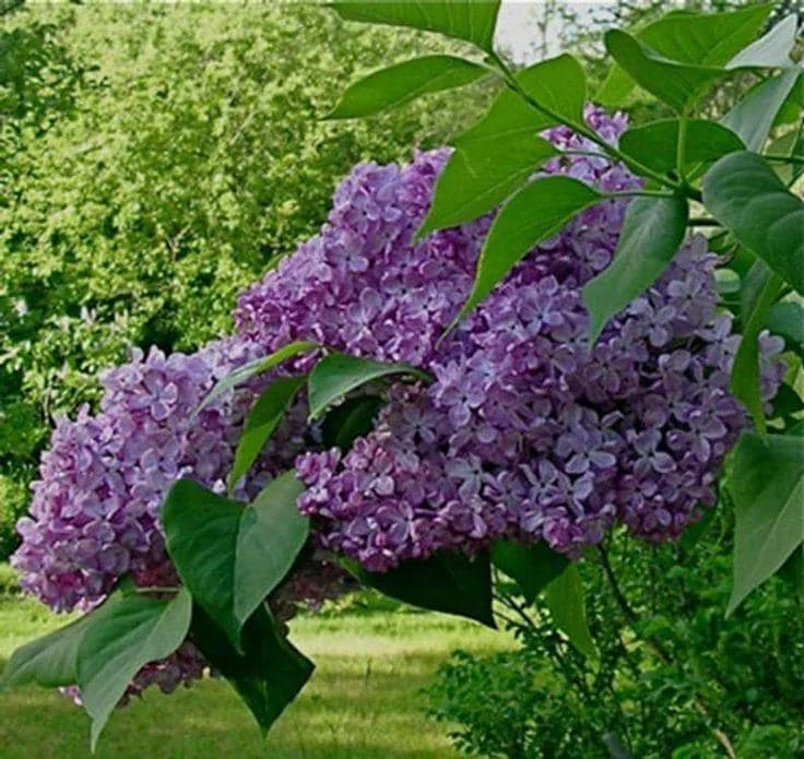 Common Lilac Purple Tree – 3 Bare-root Live Plants – 6-12 inches Tall – Outdoor Shrub - Image 2