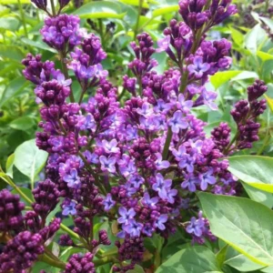 Common Lilac Shrub Live Plant - 6-12in Tall - 4in Pot - Fragrant Purple Bush - Image 2