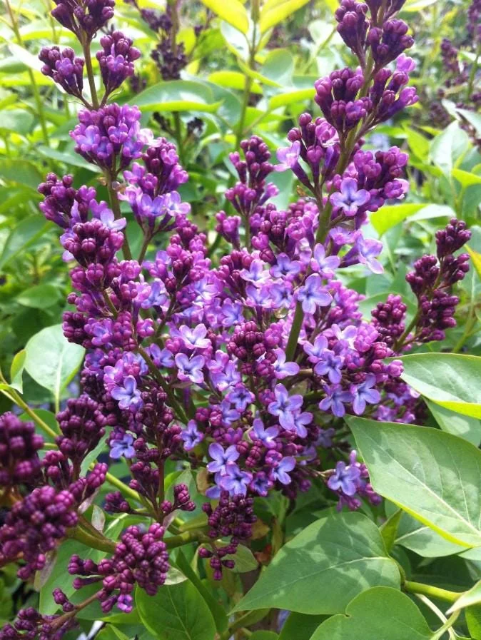 Common Lilac Shrub Live Plant - 6-12in Tall - 4in Pot - Fragrant Purple Bush - Image 2