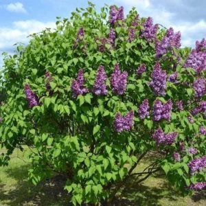 Common Lilac Shrub Live Plant - 6-12in Tall - 4in Pot - Fragrant Purple Bush - Image 3