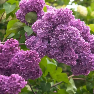 Common Lilac Shrub Live Plant - 6-12in Tall - 4in Pot - Fragrant Purple Bush - Image 1