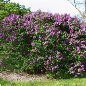 Common Lilac Shrub Live Plant - 6-12in Tall - 4in Pot - Fragrant Purple Bush - Image 4