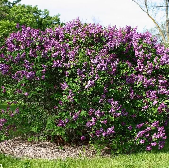 Common Lilac Shrub Live Plant - 6-12in Tall - 4in Pot - Fragrant Purple Bush - Image 4