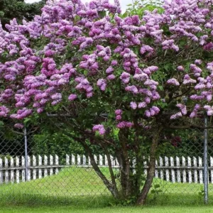 Common Lilac Shrub Live Plant - 6-12in Tall - 4in Pot - Fragrant Purple Bush - Image 5