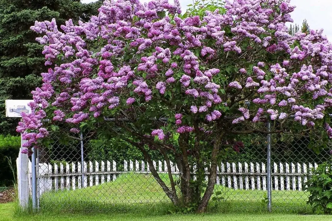Common Lilac Shrub Live Plant - 6-12in Tall - 4in Pot - Fragrant Purple Bush - Image 5