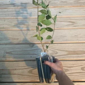 Common Lilac Shrub Live Plant - 6-12in Tall - 4in Pot - Fragrant Purple Bush - Image 6