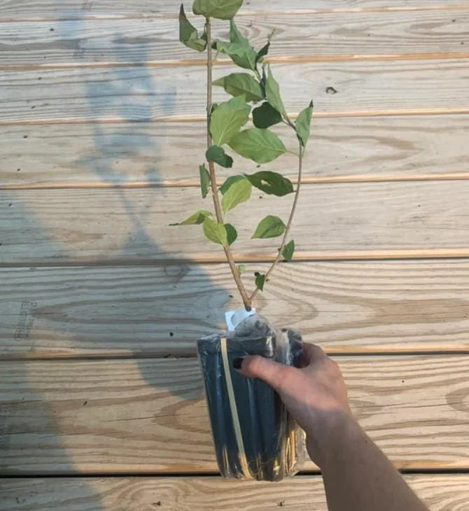 Common Lilac Shrub Live Plant - 6-12in Tall - 4in Pot - Fragrant Purple Bush - Image 6