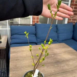 Common Lilac Shrub Live Plant - 6-12in Tall - 4in Pot - Fragrant Purple Bush - Image 7