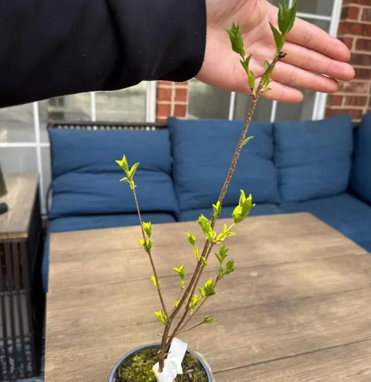 Common Lilac Shrub Live Plant - 6-12in Tall - 4in Pot - Fragrant Purple Bush - Image 7