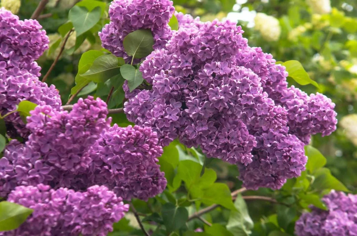 Common Lilac Shrub Live Plant - 6-12in Tall - 4in Pot - Fragrant Purple Bush - Image 1