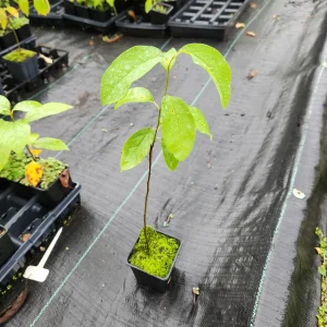 Common Paw Paw Live Plant – Asimina Triloba – 2 Plants, 4 inch Container, 6-12 inch Tall - Image 2