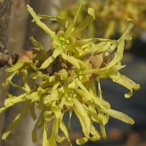 Common Witchhazel Bare Root Plant – Hamamelis Virginiana – 2 Pack Outdoor Shrub - Image 2