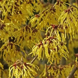 Common Witchhazel Bare Root Plant – Hamamelis Virginiana – 2 Pack Outdoor Shrub - Image 3