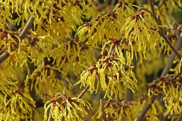 Common Witchhazel Bare Root Plant – Hamamelis Virginiana – 2 Pack Outdoor Shrub - Image 3