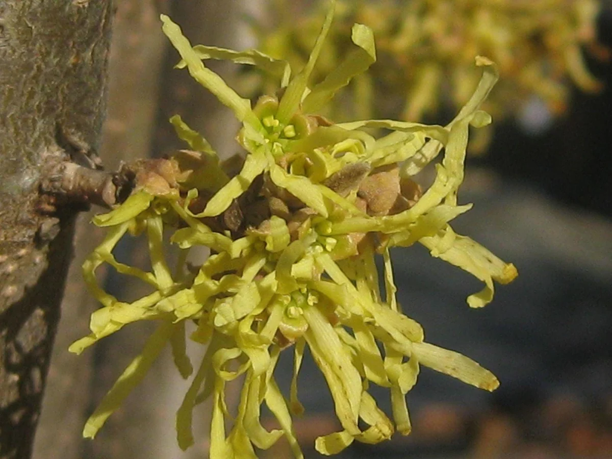 Common Witchhazel Bare Root Plant – Hamamelis Virginiana – 2 Pack Outdoor Shrub - Image 4