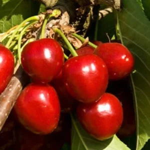 Compact Stella Cherry Tree Live Plant – 3 Feet Tall – 3 Gallon Pot - Image 1